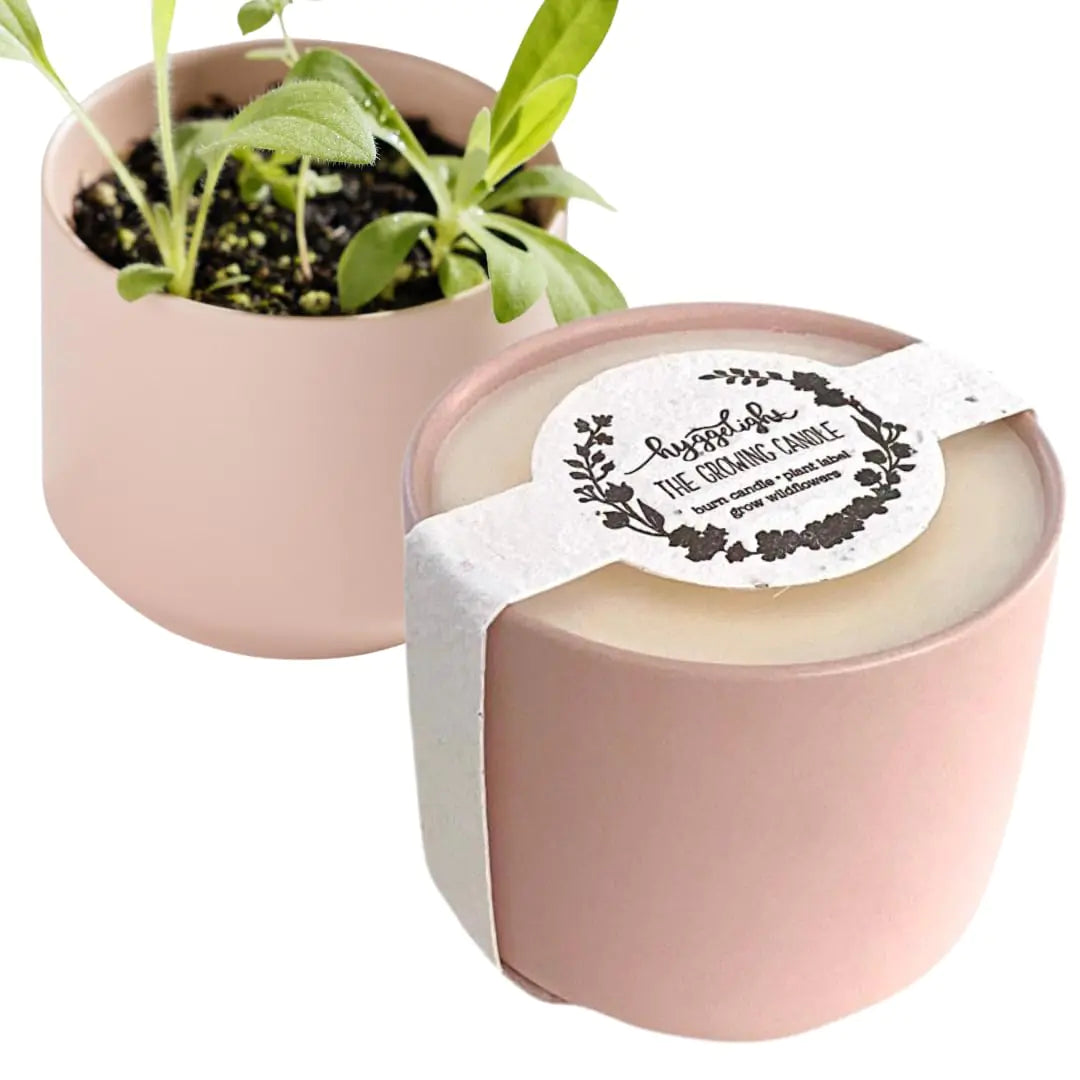 The Growing Candle - from Flame to Flower Rosemary & Sage